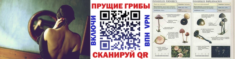 Купить где  Приозерск  Галлюциногенные грибы прущие грибы 